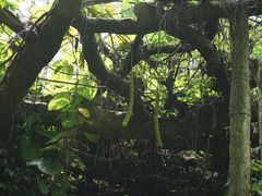 -广西壮族自治区药用植物园