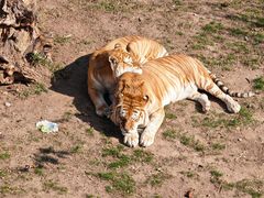 -西霞口神雕山野生动物世界
