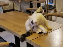 -平行世界·猫咖(首经贸店)