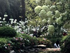 -铁山坪森林公园