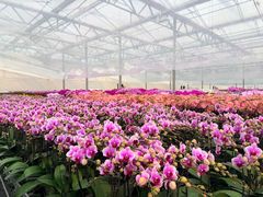 -龙大花卉苗木市场