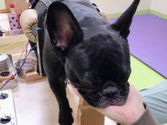 -美联众合动物医院·24h转诊中心