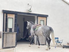 -北京群众马术培训基地