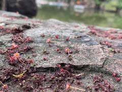 -水绘园