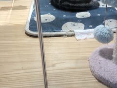 -屋虎猫馆(宝安大仟里店)