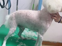 -小叮当动物医院·骨科·眼科