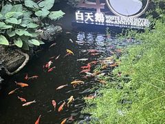 -广州白天鹅宾馆