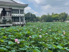 -荔湾湖公园