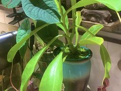 -Rabbit Cafe私房西餐甜点咖啡(栖霞路店)