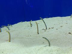 -上海海洋水族馆