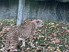 -北京野生动物园