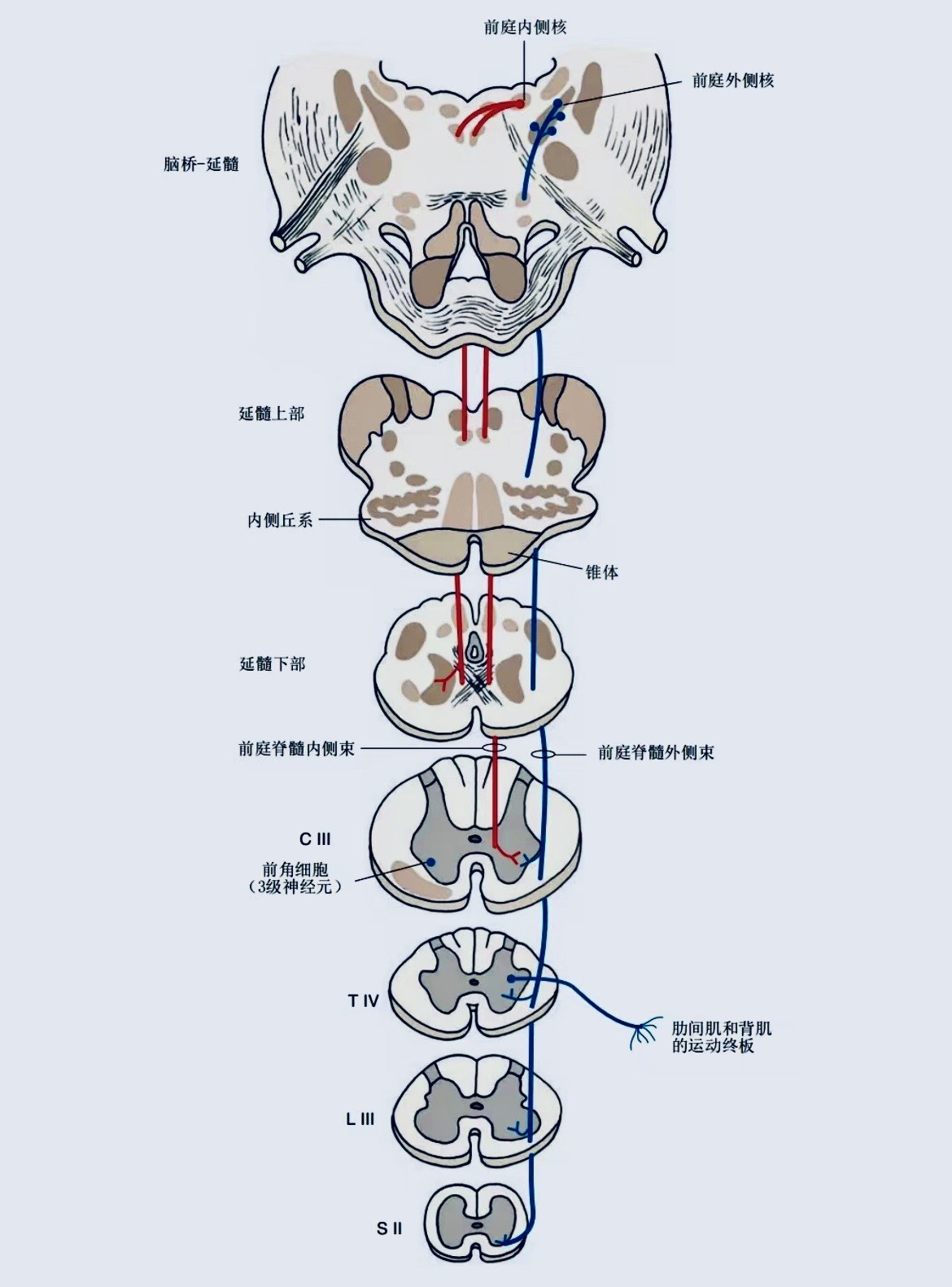 前庭神经元位置图图片