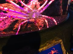 -暹罗海洋世界