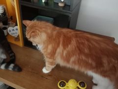-平行世界·猫咖(首经贸店)