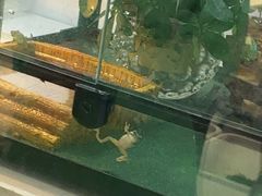 -中环花鸟鱼虫市场