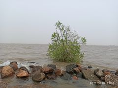 -上海吴淞炮台湾国家湿地公园