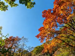 -王顺山国家森林公园