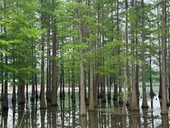 -白鹭湾湿地公园