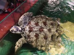 -苏州海洋馆