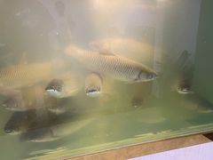 脆肉皖-源港渔村-中山脆肉鲩(博罗店)