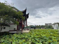 -桂湖森林公园