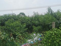 -老袁家蜜桃农场·阳山水蜜桃