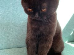 -喵屿·大理花园猫咖