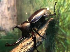 -上海大自然野生昆虫馆(东方明珠·爬宠昆虫探索中心)