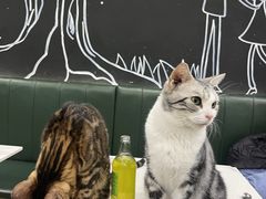 -安格丽娜·狗咖·猫咖羊驼咖(春熙路百盛商场店)