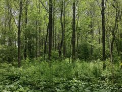 -黑龙江省森林植物园