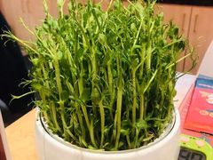 活体豆苗-笨小满·钱缸缸火锅(江汉路M+店)