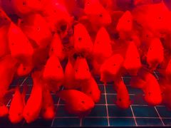-中环花鸟鱼虫市场