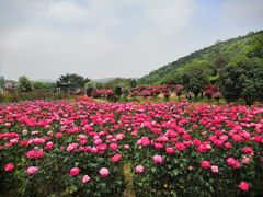-龙寺生态园