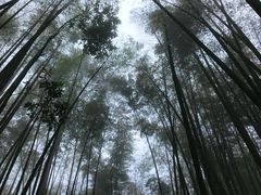 -蜀南竹海景区