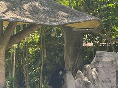 -深圳野生动物园