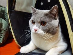 -美联众合宠物医院·爱萌分院·内外科·猫科中心