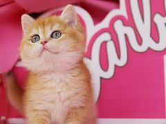 -翊宠yipet猫狗购宠庄园