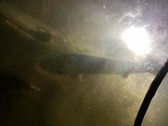 -东方巨龟苑景区