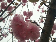 -天适樱花悠乐园