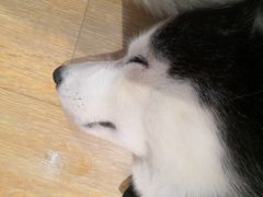 -Husky Go! 哈士奇体验馆·宠物咖啡厅狗咖