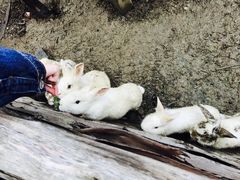 -鹅湖玫瑰文化园