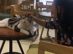 大堂-藏猫猫咖啡主题馆(中央大道店)