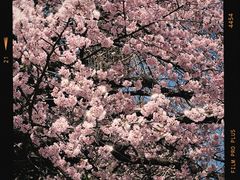-上野公园花园稻荷神社(忍岡稲荷神社)