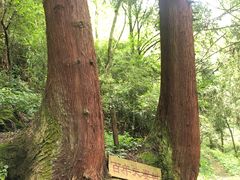 -武陵山森林公园