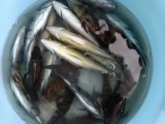 -小猫钓鱼海钓俱乐部(椰梦长廊店)