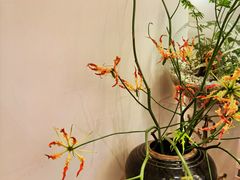 -循礼门鲜花花市(武汉循礼门店)