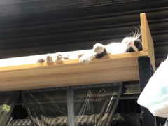 -清真石家包子(大皮院总店)