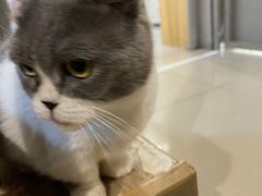 -豆逗聊愈猫阁Easy Life