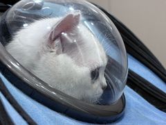 -四月宠物医院·猫专科·心脏专科·内科(转塘店)