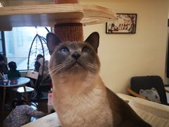 -滚猫咖啡·猫咖·猫友好撸猫(未来城店)